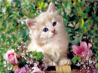 gatto