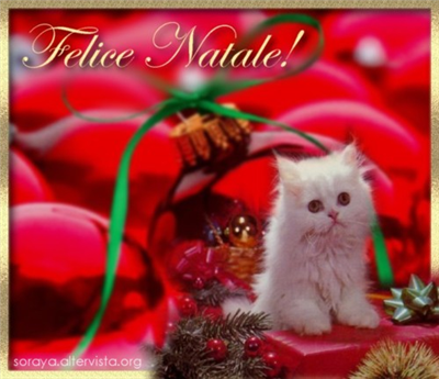 gatto