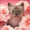 kedi