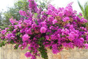 ♥♥♥♥♥(¯`'•İYİ GÜNLER '´¯)♥♥♥♥♥
