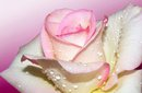  Happy Valentines Day 