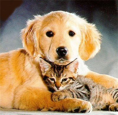 Animale