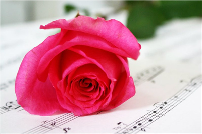 single rose