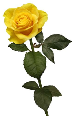 Rosa Gialla