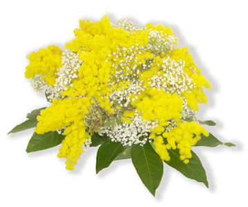Mimose