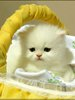Sevimli kedi