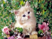 sevimli kedi