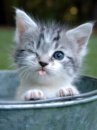 sevimli kedi