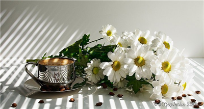 papatyalar