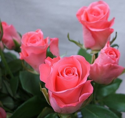 pembe güller