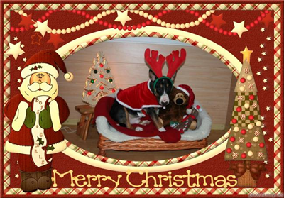 Merry Christmas and Happy new year