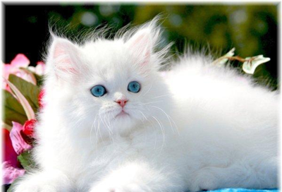gatto