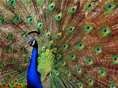 HAVE A NİCE DAY