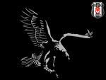 kartal
