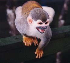 Squirrel Monkey