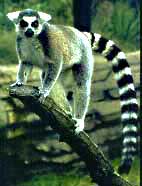 Lemur