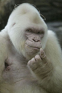 Albino Gorilla