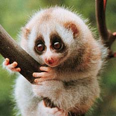 Loris