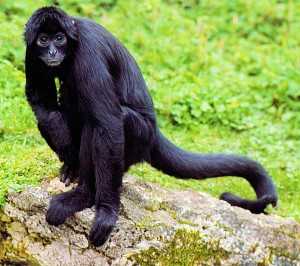 Spider Monkey