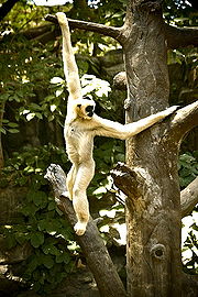 Gibbon