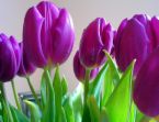 Tulips -violet