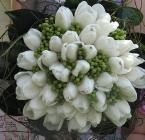 Tulips -white