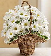 Basket of Daisies