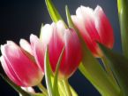 Tulips -pink