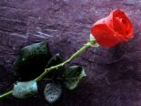 Rose -Single red