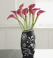 Calla lilies -pink in vase