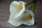 Calla lilies