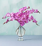 Orchids - violet