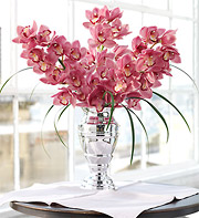 Orchids -pink