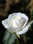 Rose -single white