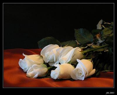 WhiteRoses