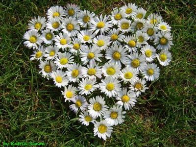 Daisy
