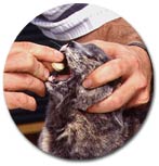 Give a Cat a Pill