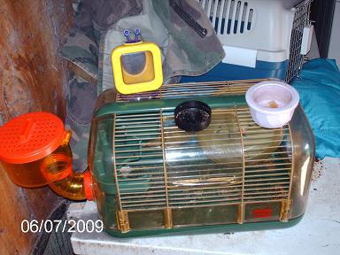 Clean a Hampster Cage