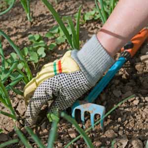 Weed the Garden