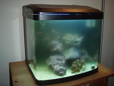 Clean the Fish Tank