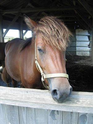 Clean Out a Horse Stall