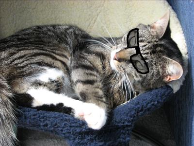 Cool Cat