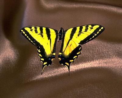 Butterfly.
