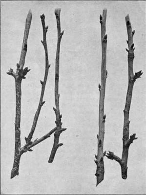 Tree Branch