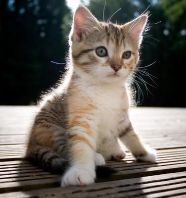cat1
