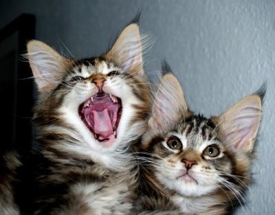 cat2