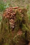 Rotting Tree
