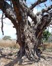Old tree
