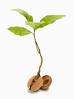 New Tree
