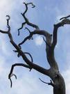 Dead tree